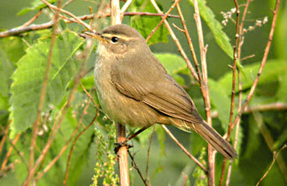 Dusky Warbler