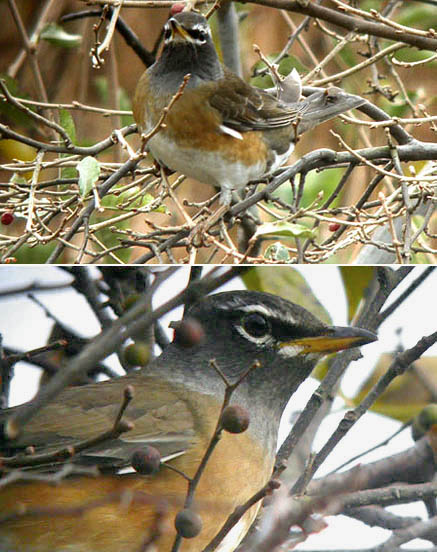 Eye-browed Thrush