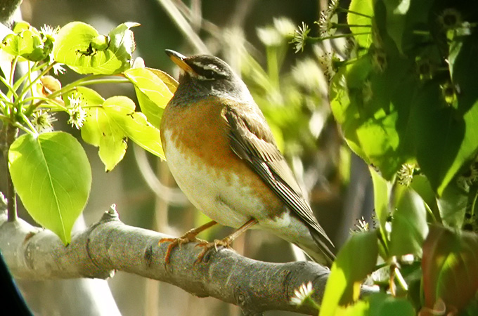 Eye-browed Thrush
