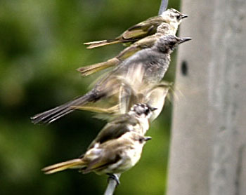 Light-vented Bulbul & Brown-eared Bulbul