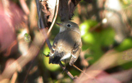 Red-breasted Flycatcher