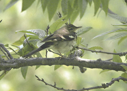 Forest Wagtail