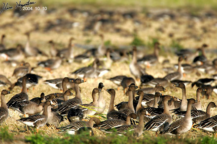 Thick-billed Bean Goose & Greater White-fronted Goose