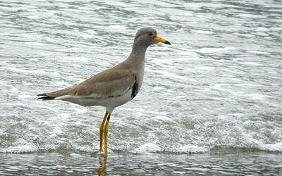 Grey-headed Lapwing