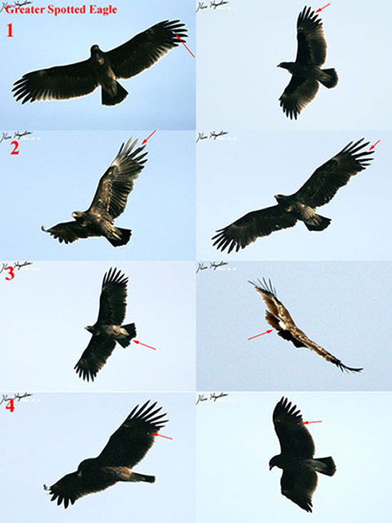 Greater Spotted Eagle