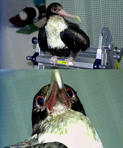 Great Frigatebird