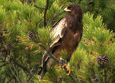 Greater Spotted Eagle