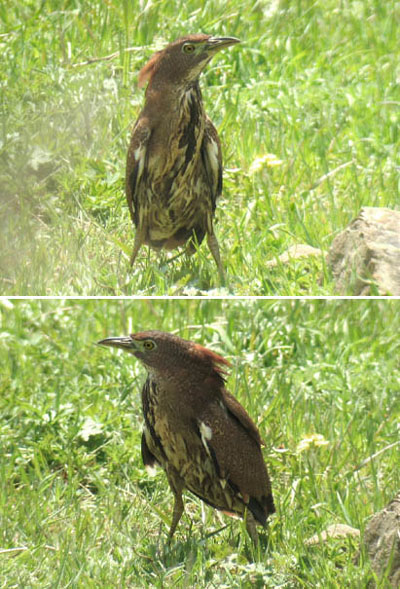 Japanese Night Heron