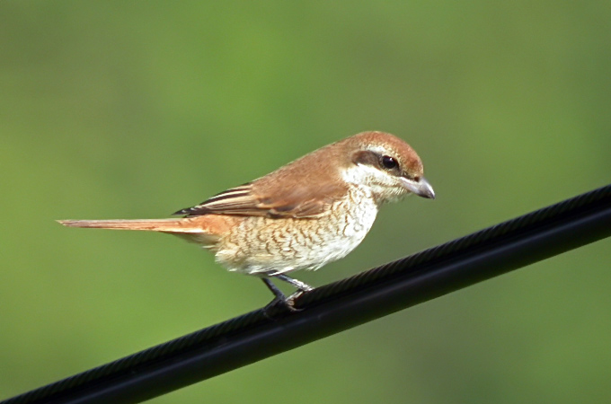 Brown Shrike