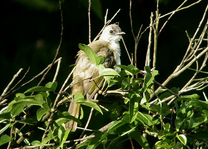Light-vented Bulbul