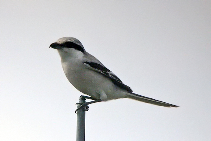 Chinese Grey Shrike