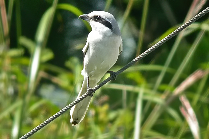 Chinese Grey Shrike