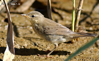 Juv Middendorff's Warbler © KIM Hyun-tae