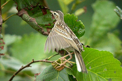 Richard's Pipit