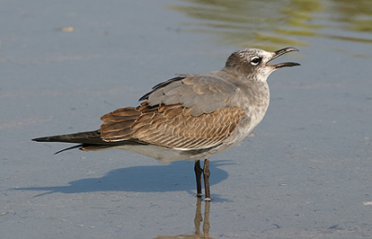 imm Laughing Gull