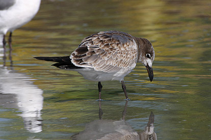 imm Laughing Gull