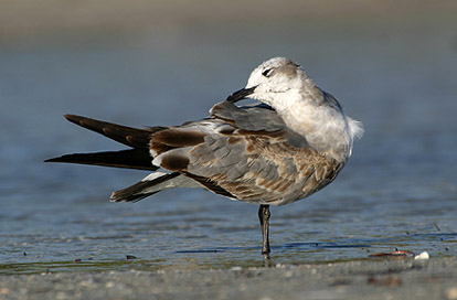 imm Laughing Gull