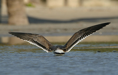 imm Laughing Gull