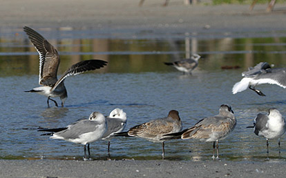 Laughing Gull