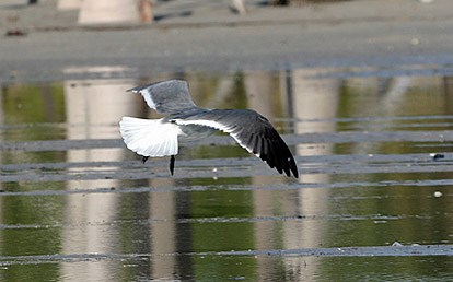 Laughing Gull