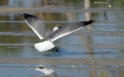 Laughing Gull