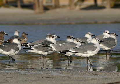 Laughing Gull