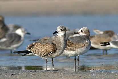 imm Laughing Gull