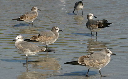Laughing Gull