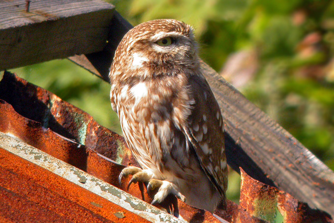 Little Owl