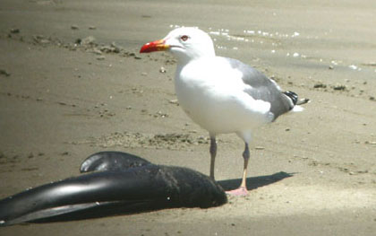 Mongolian Gull & Finless Porpoise