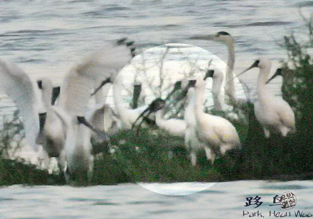 Oriental Ibis
