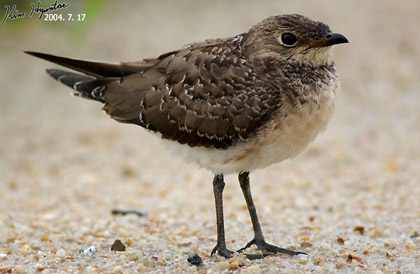 Oriental Pratincole