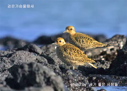 Pacific Golden Plover