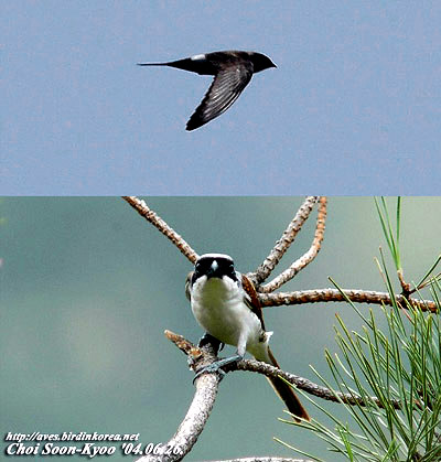 Pacific Swift & Tiger Shrike