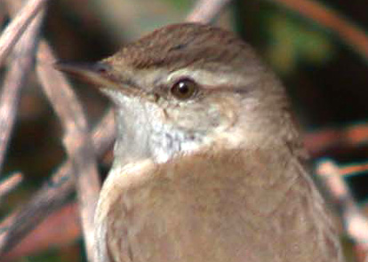 Paddyfield Warbler