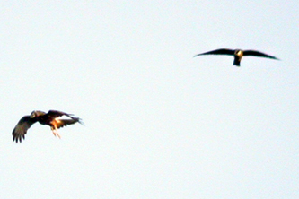 Pied Harrier