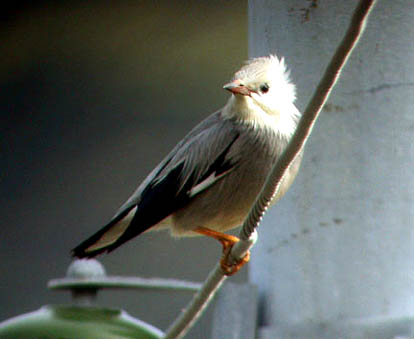 Red-billed Starling