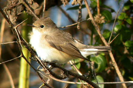 Red-breasted Flycatcher