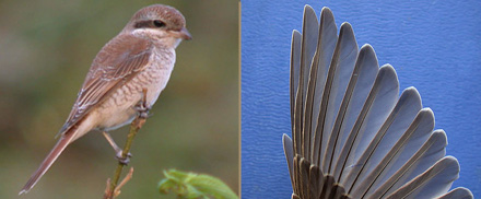 Red-backed Shrike