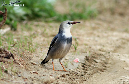 Red-billed Starling