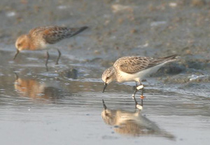 Red-necked Stint
