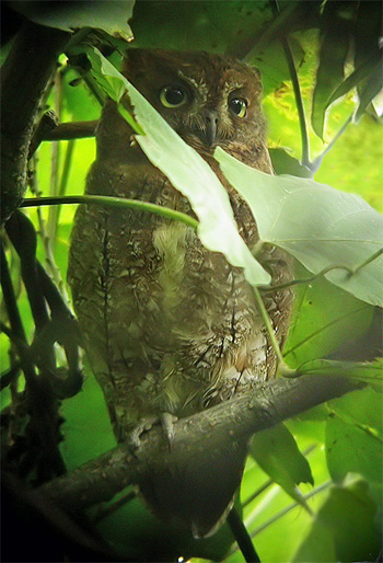Oriental Scops Owl