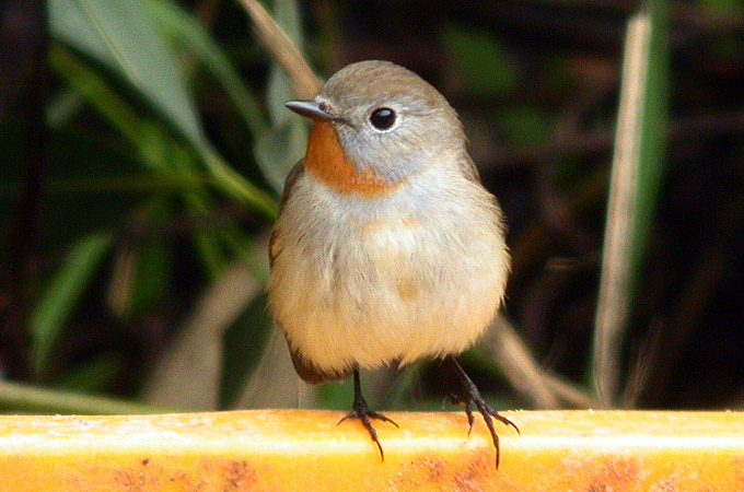 Red-throated Flycatcher