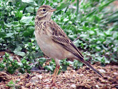 Richard's Pipit
