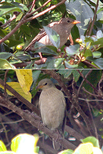 Rosy Starling