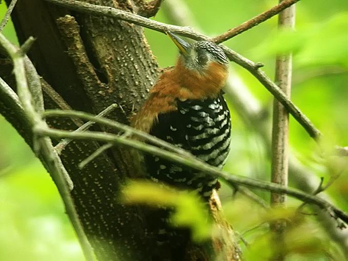 Rufous-bellied Woodpecker