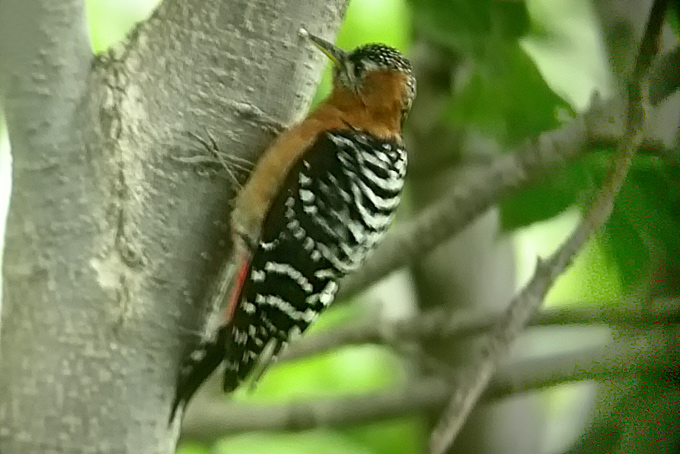 Rufous-bellied Woodpecker