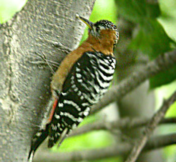 Rufous-bellied Woodpecker