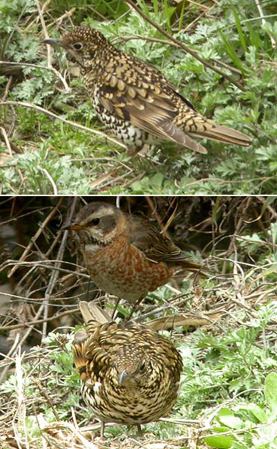 Scaly Thrush & Dusky Thrush