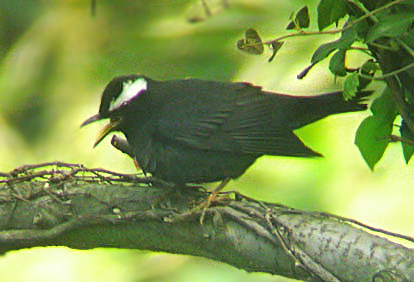 Siberian Thrush